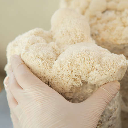 production of food additives from mushrooms. Healthy mushroom dietary supplements packaged in plastic bags. Mycelial dietary supplementsの写真素材
