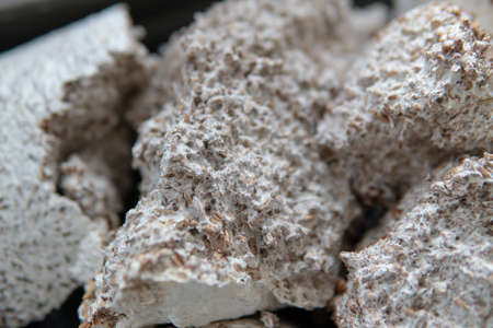Shiitake Mushroom growing (Lentinula edodes)の写真素材