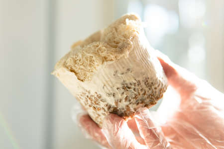Shiitake Mushroom growing (Lentinula edodes)の写真素材