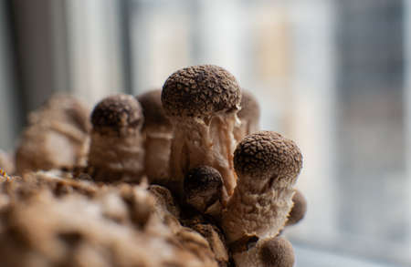 Shiitake Mushroom growing (Lentinula edodes)の写真素材