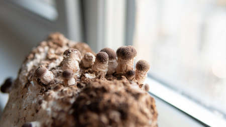 cultivation of shiitake mushrooms. Growing mushrooms at homeの写真素材