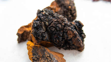 cultivation of shiitake mushrooms. Growing mushrooms at homeの写真素材