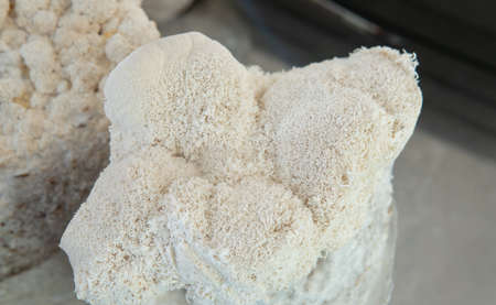 cultivation of shiitake mushrooms. Growing mushrooms at homeの写真素材