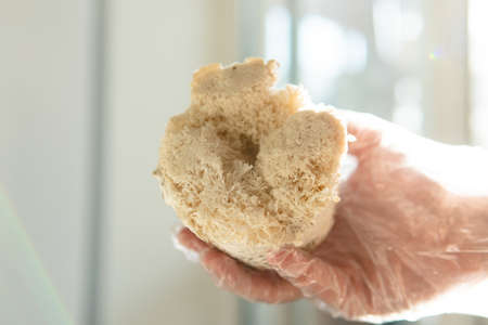 dried fruiting bodies of Hericium erinaceus. Useful substances in the composition of the fruiting bodies of the fungus lion's mane. Erinacins and Hericenonesの写真素材