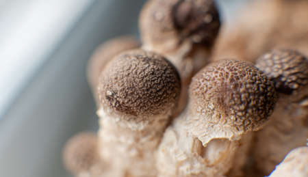 dried fruiting bodies of Hericium erinaceus. Useful substances in the composition of the fruiting bodies of the fungus lion's mane. Erinacins and Hericenonesの写真素材