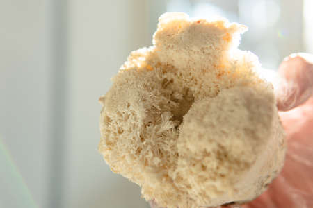 dried fruiting bodies of Hericium erinaceus. Useful substances in the composition of the fruiting bodies of the fungus lion's mane. Erinacins and Hericenonesの写真素材