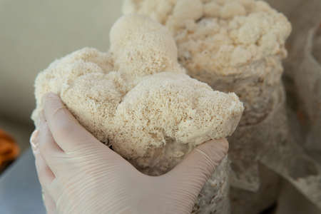 growing mushrooms lion's mane. Ready-to-bear blocks of Hericium erinaceusの写真素材