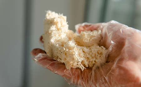growing mushrooms lion's mane. Ready-to-bear blocks of Hericium erinaceusの写真素材