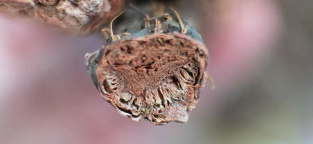 growing mushrooms lion's mane. Ready-to-bear blocks of Hericium erinaceusの写真素材