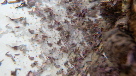 growing mushrooms lion's mane. Ready-to-bear blocks of Hericium erinaceusの写真素材