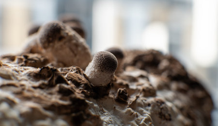 Growing Shiitake Mushrooms at Home.の写真素材