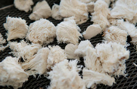 Growing Shiitake Mushrooms at Home.の写真素材