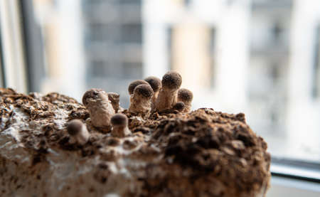 cultivation of shiitake mushrooms. Growing mushrooms at homeの写真素材