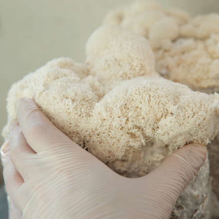 cultivation of shiitake mushrooms. Growing mushrooms at homeの写真素材