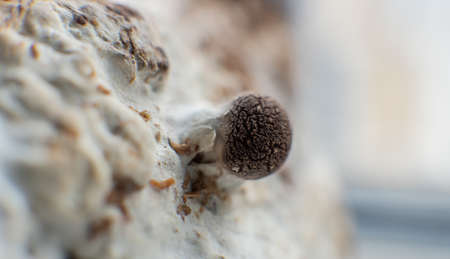 cultivation of shiitake mushrooms. Growing mushrooms at homeの写真素材