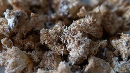fruiting bodies before drying in a dehydrator. Health benefits of Lion's mane. Hericenones and Erinacinsの写真素材