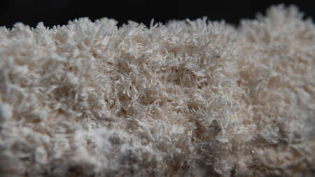 fruiting bodies before drying in a dehydrator. Health benefits of Lion's mane. Hericenones and Erinacinsの写真素材