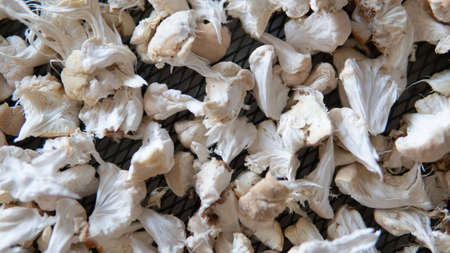 fruiting bodies before drying in a dehydrator. Health benefits of Lion's mane. Hericenones and Erinacinsの写真素材