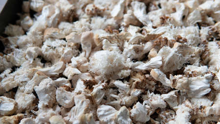 fruiting bodies before drying in a dehydrator. Health benefits of Lion's mane. Hericenones and Erinacinsの写真素材