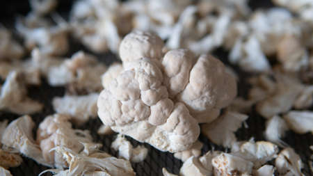 cultivation of shiitake mushrooms. Growing mushrooms at homeの写真素材