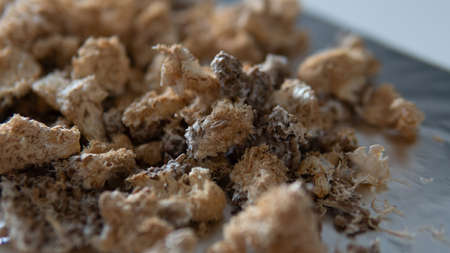 dried fruiting bodies of Hericium erinaceus.の写真素材