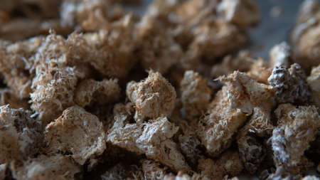 dried fruiting bodies of Hericium erinaceus.の写真素材