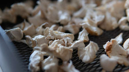 dried fruiting bodies of Hericium erinaceus.の写真素材