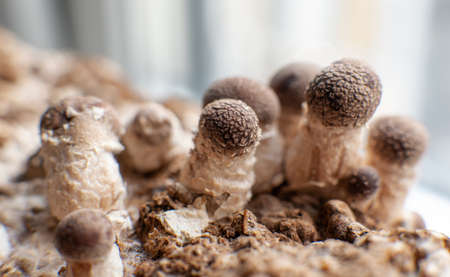 dried fruiting bodies of Hericium erinaceus.の写真素材