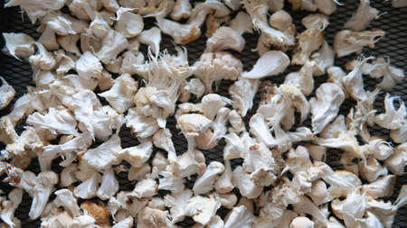 dried fruiting bodies of Hericium erinaceus.の写真素材