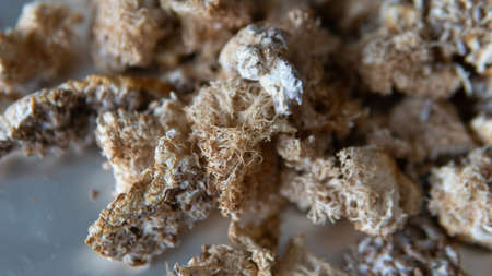 dried fruiting bodies of Hericium erinaceus.の写真素材