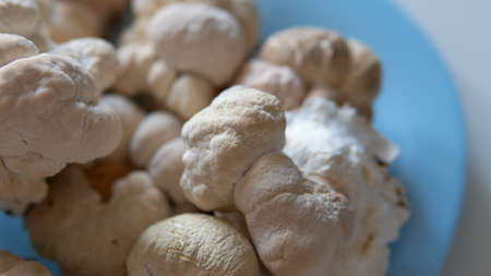 dried fruiting bodies of Hericium erinaceus.の写真素材