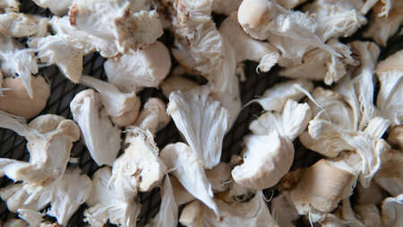 dried fruiting bodies of Hericium erinaceus.の写真素材