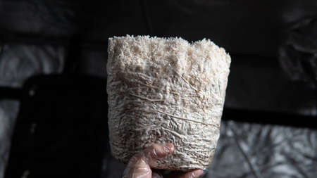 growing mushrooms lion's mane. Ready-to-bear blocks of Hericium erinaceusの写真素材