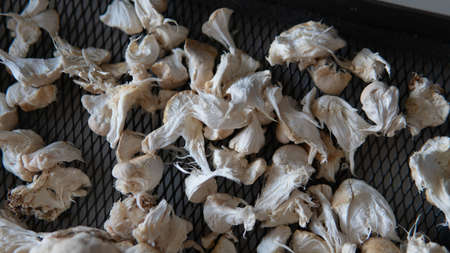 growing mushrooms lion's mane. Ready-to-bear blocks of Hericium erinaceusの写真素材