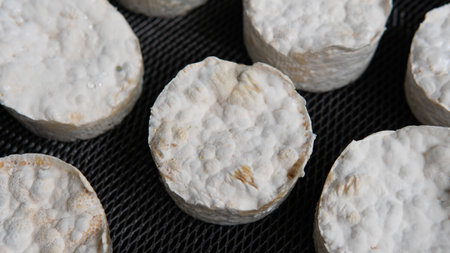 growing mushrooms lion's mane. Ready-to-bear blocks of Hericium erinaceusの写真素材