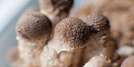 dried fruiting bodies of Hericium erinaceus. Useful substances in the composition of the fruiting bodies of the fungus lion's mane. Erinacins and Hericenonesの写真素材