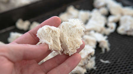 useful powdered dietary supplements. organic food supplement macro photoの写真素材