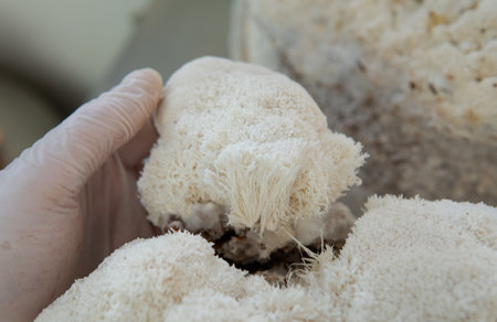 useful powdered dietary supplements. organic food supplement macro photoの写真素材