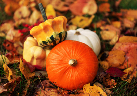 A decorative orange pumpkin rests on a bed of golden autumn leaves. Acorns are scattered around, enhancing the seasonal atmosphere.の写真素材