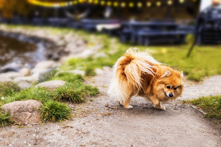 A small, fluffy Pomeranian dog walks along a path by a lake. The dog has a thick, orange coat and a bushy tail. Green grass and stones are visible nearby.の写真素材
