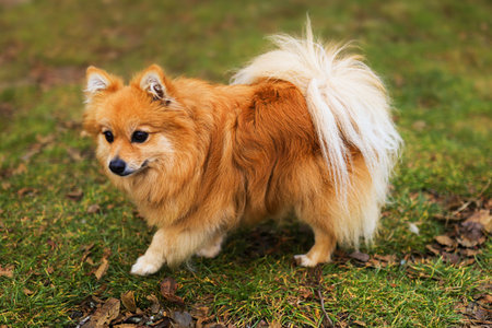A small, fluffy Pomeranian dog with a golden-orange coat walks on green grass. Its tail is bushy and white-tipped, showing its playful nature.の写真素材
