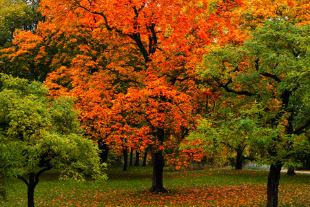 Colorful autumn trees with vibrant orange and green leaves in a serene park setting. The ground is covered with fallen leaves.の写真素材