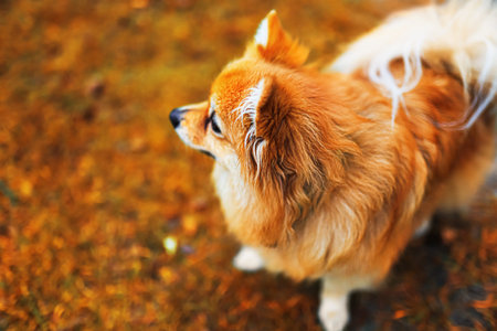 A fluffy orange Pomeranian dog stands on a bed of autumn leaves. Its ears are perked up, and it has a thick coat with a white patch on its back.の写真素材