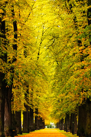 A serene pathway lined with tall trees displaying vibrant autumn foliage. The ground is covered with fallen leaves, creating a picturesque scene.の写真素材
