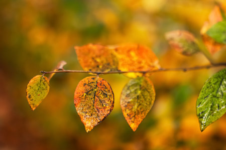 Autumn leaves of Cotoneaster lucidus display vibrant colors. The leaves are orange, yellow, and green, showing the beauty of fall foliage.の写真素材