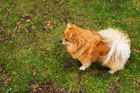 A small, fluffy Pomeranian dog stands on green grass. The dog has a thick orange coat and a bushy white tail, showing its playful and energetic nature.の写真素材
