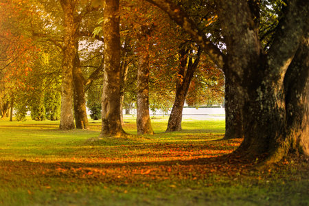 Autumn landscape with tall trees and fallen leaves. The scene features a grassy area illuminated by warm sunlight.の写真素材