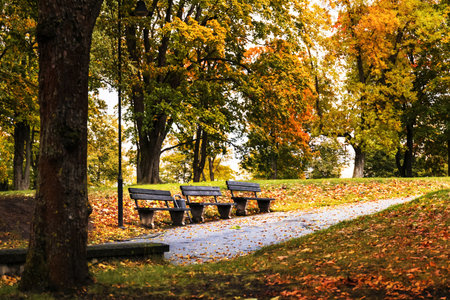 Autumn landscape in a park with colorful trees and fallen leaves. Three benches are placed along a winding path.の写真素材