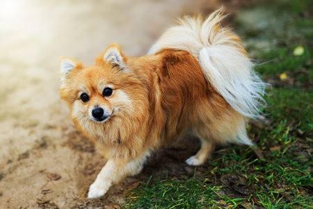 A small, fluffy Pomeranian dog with a golden-orange coat and a bushy white tail walks on a grassy area. The dog has a playful expression and bright eyes.の写真素材