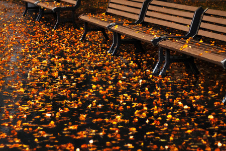 Park benches surrounded by fallen autumn leaves. The ground is covered in a colorful layer of orange and yellow foliage, creating a serene fall atmosphere.の写真素材